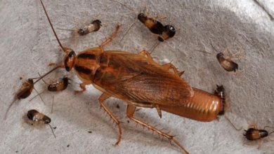 Cockroaches, typhoid fever, asthma,