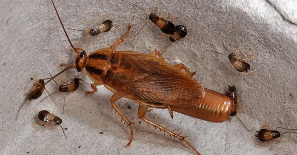 Cockroaches, typhoid fever, asthma,